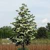 Apply a fungicide during bud break to protect new flowers, twigs, and foliage. 1