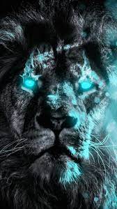 Heterochromia Lion Iphone Wallpaper Iphone Wallpapers Iphone Wallpapers In 2021 Lion Hd Wallpaper Animal Wallpaper Lion Images