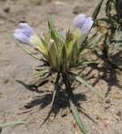 Image result for Blepharis bainesii