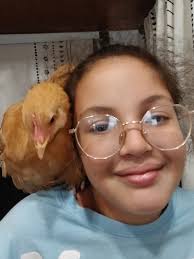 Is my 10-week-old Buff Orpington a hen or a rooster?