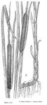 Image result for Typha