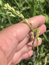 Image result for Turritis glabra