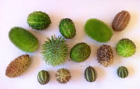 Image result for Cucumis hirsutus