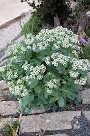 Image result for Crambe