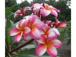 Plumeria Frangipani Tahitian Rainbow Bunga