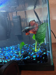 Emergency: Performing A Fish-In Cycle The Right Way