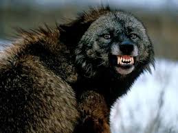 Angry Wolverine Wolverine Animal Snarling Wolf Animals Wild