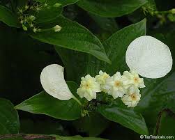 Image result for Pseudomussaenda