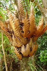 Image result for Drynaria