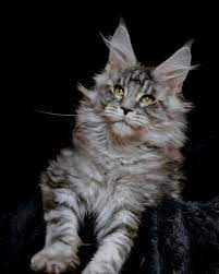 Pin On Cats