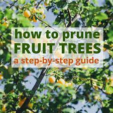 See full list on wikihow.com How To Prune Fruit Trees Pruning Made Easy Dengarden