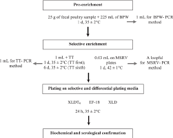 flowchart diagram for the detection of salmonella in poultry