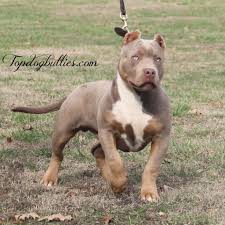 Topdogbullies kennels produces only the best quality xl xxl american bully pitbull puppies for sale. Lilac Purple Tri Male Avail 5 Mths Old Pet Home Only 678 333 8193 Lilac Tri American Bully Gorgeous Dogs Pitbull Terrier