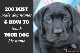 While some canines became famous due to their white house owners, others earned their place in history by showing great devotion, compassion, or heroism. 200 Best Male Dog Names And How To Teach Your Dog Their Name