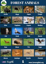 Forest Animals 40 Common Names Of Animals In The Forest Love English In 2020 Forest Animals Animals Pet Names