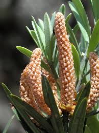 Image result for Podocarpus latifolius