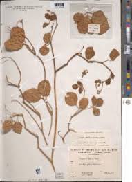 Image result for Vigna hosei