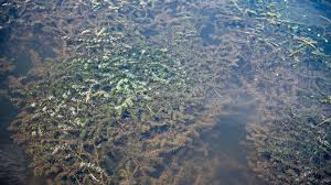 Image result for Hydrilla