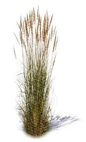 Pin On Cut Out Plants
