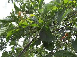 Image result for Lannea welwitschii