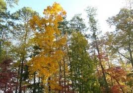 It is a large deciduous tree, growing up to 27 m tall, and will live up to 200 years. Types Of Hickory Trees Care Of Hickory Trees In The Landscape