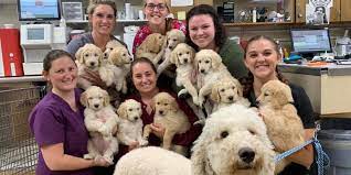 The goldendoodle is a family oriented dog like that of the golden retriever providing it is over 25 pounds in genetic body weight. 12 Goldendoodle Puppies Find Homes After Viral Facebook Post