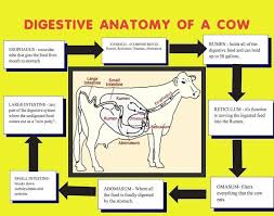 Make A Science Fair Project About Cow S Digestive System Animal Science Poster Ideas For Your Kids Animal Science Cow Digestive System Science Poster