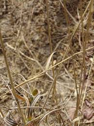 Image result for Ctenium