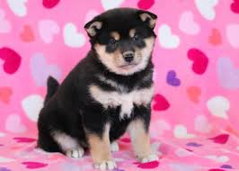 We breed only when we are looking to keep something for ourselves, so relatively infrequently. Georgia Shiba Inu Puppy For Sale Keystone Puppies