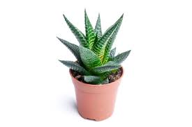 Image result for Asphodelaceae