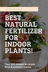 Best Natural Fertilizer For Indoor Plants They Will Always Be Green With Blooming Flowers In 2020 Natural Plant Fertilizer Fertilizer For Plants Plant Fertilizer Diy