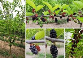 Image result for Morus indica