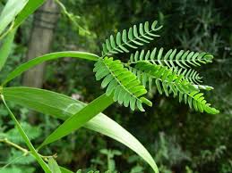 Image result for Acacia hereroensis