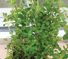 In combination with rosemary, sage also makes. Jolly Good Thyme Tis The Seasoning For The Feasting