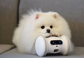 Petfinder has helped more than 25 million pets find their families through adoption. Ai Biotech Startups Eye On Booming Pet Industry In S Korea Pulse By Maeil Business News Korea
