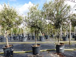 Je nachdem in welcher region du wohnst, kannst du deinen olivenbaum daher entweder im freien oder überwintern oder du musst ihn an einen hellen, kühlen ort bringen. Angebot Olivenbaum Olive 140 180 Cm Beste Kaufland De