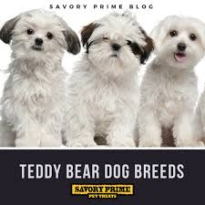 Maybe you would like to learn more about one of these? Teddy Bear Dog Breeds Savory Prime Pet Treats