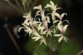 Image result for Peponium sp. A