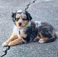 6 Steps To Easily Potty Train Your Australian Shepherd Aussie University