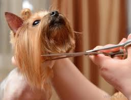 A wide variety of straight, curved, thinning and chunker scissors available What Are Dog Grooming Scissors With Pictures