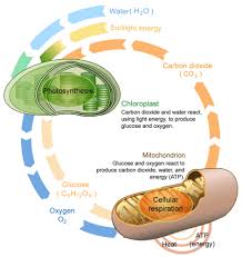 What are the reactants, what are the products? Cellular Respiration And Photosynthesis Read Biology Ck 12 Foundation