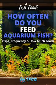 But, in general, you should aim to feed your goldfish about 2 to 3 times per day. How Often Do You Feed Fish Tips Frequency How Much Food Tfcg