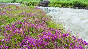 Valley of flowers | best time to visit. Things To Know About Valley Of Flowers Before Planning A Trip