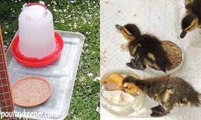 What does wild mallard duck eat? How To Care For Wild Baby Ducks A Complete Guide