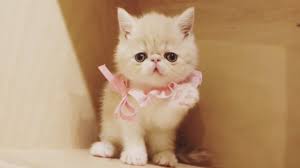ucretsiz kedi exotic shorthair sahiplendirme youtube