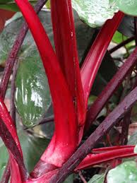 … philodendron bloody mary is an evergreen cultivar plant, widely grown for its beautiful foliage. Philodendron Dark Lord Plant In 2x2x7 Pot Kens Philodendrons