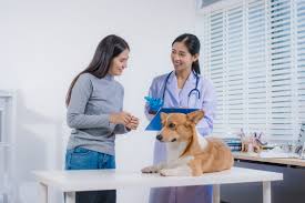 How veterinary teams can effectively implement client education in the  practice | dvm360