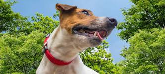 Our meet & greet lets you meet our waukesha veterinary staff and take a tour of the building. Veterinarian Animal Hospital In Pewaukee Wi Pewaukee Veterinary Services