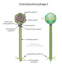 These data indicated that the insertion of foreign dna into an established human genome can markedly alter cellular cpg dna methylation and transcription profiles. Lambdavirus Viralzone