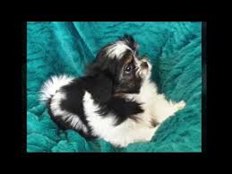 Are you looking for mi ki puppies near you? A Rare Gem Mi Ki Affair
